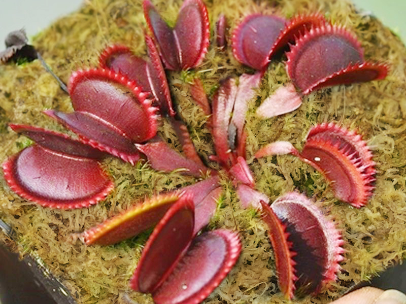 sphagnum moss for Venus flytraps.png